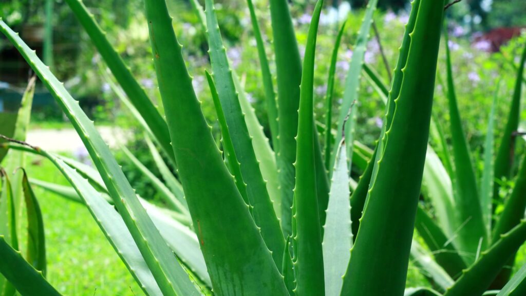 does-aloe-vera-heal-the-gut