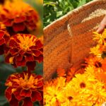 Are Marigold and Calendula the Same