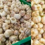 Best Ways to Store Garlic