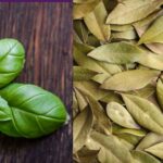 Is Basil Same as Bay Leaves