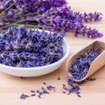 Is Lavender Safe for Cats and Dogs?