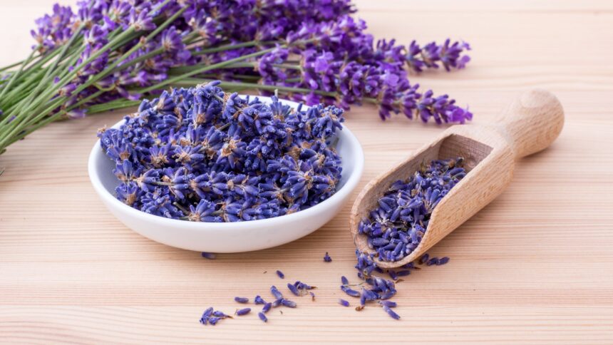 Is Lavender Safe for Cats and Dogs?