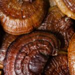 Reishi Mushroom