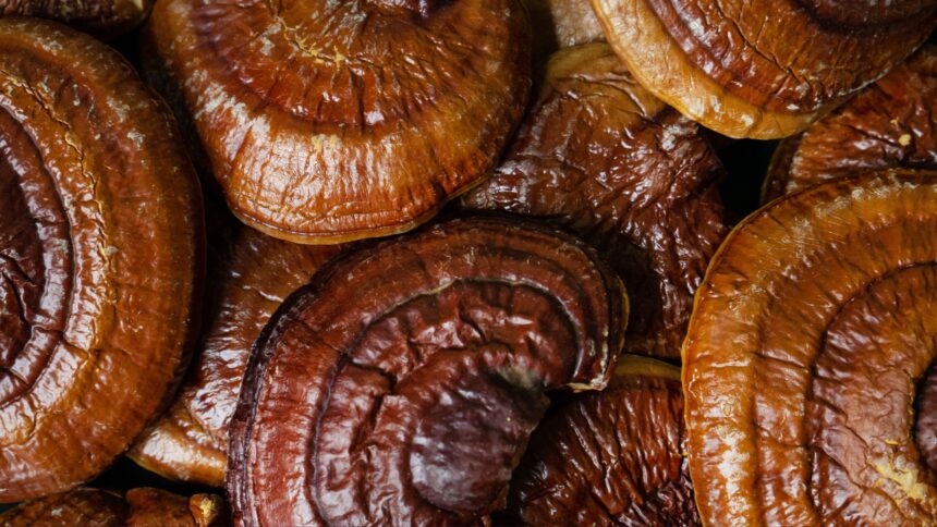 Reishi Mushroom