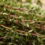 What Does Thyme Look Like