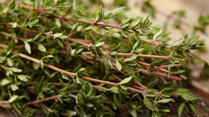 What Does Thyme Look Like