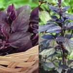 purple basil herb