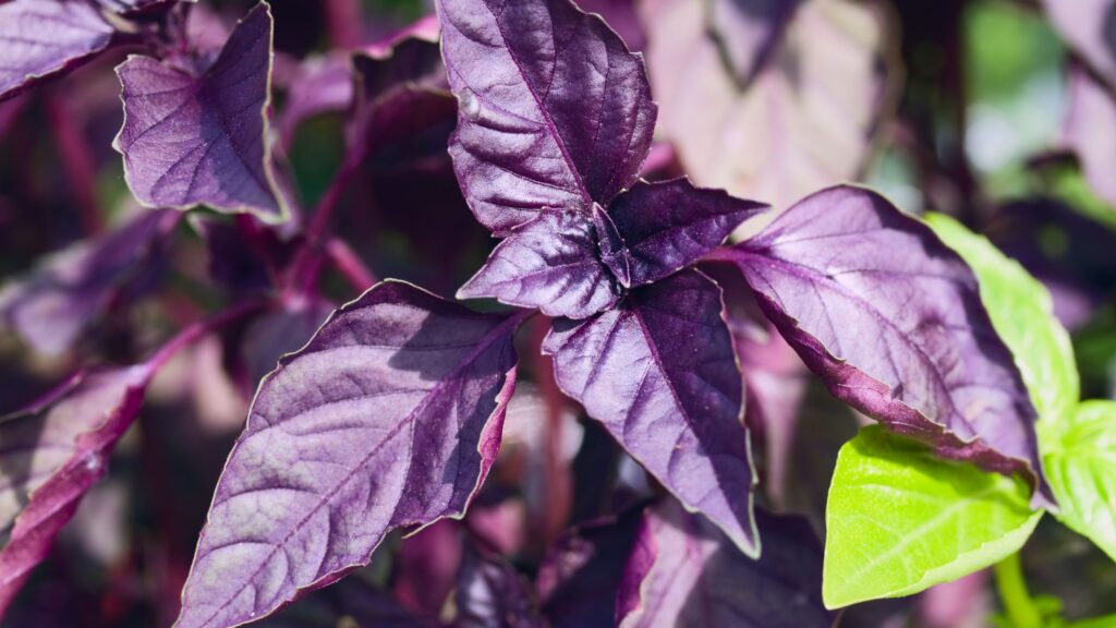 purple basil herb