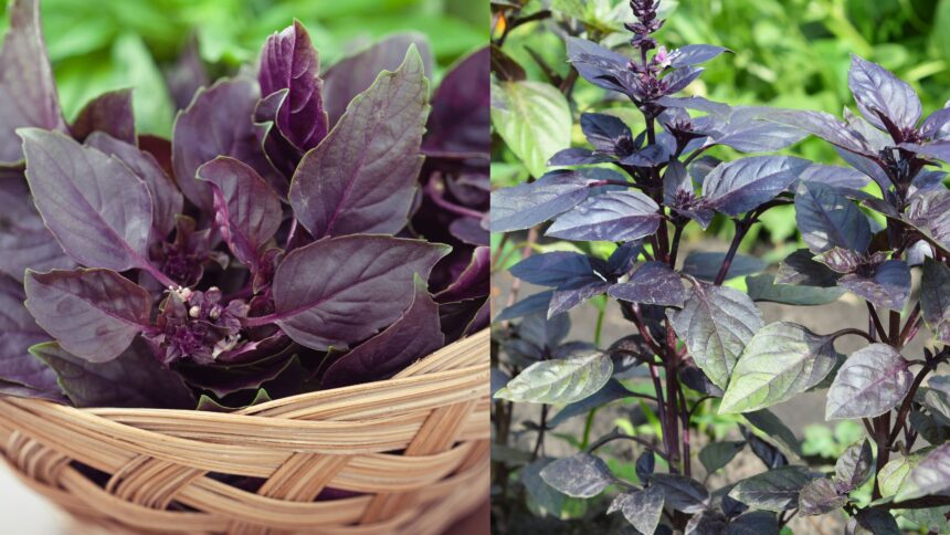 purple basil herb